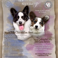 Вельш-коргі кардіган. Діти та онуки Чемпіонів Світу та Європи!