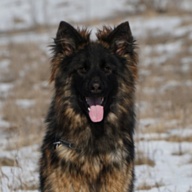 Kronos vom Vladlen Hof