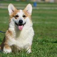 Bumblebee DCF vom Vladlen Hof (nbt)