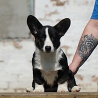 Pretty Woman Del Casa Favore