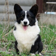 NINA RICCI DEL CASA FAVORE