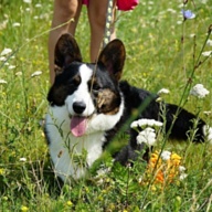 NIGHT RACER DEL CASA FAVORE